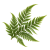 Leatherleaf-2-Stemless